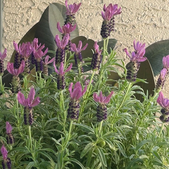 cherillanos